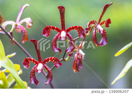 Peradeniya, Royal Botanic Gardens near of Kandy town in Sri Lanka. Vibrant Red Orchid Blooms with Unique Petal Patterns Against a Soft Green Background, Showcasing Tropical Flora Beauty 138006207