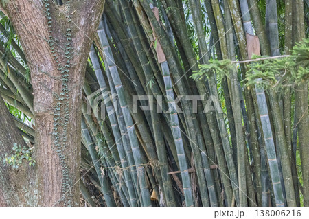 Peradeniya, Royal Botanic Gardens near of Kandy town in Sri Lanka. Natural Wood Texture and Lush Bamboo Forest Background with Vertical Tree Trunk and Climbing Vines, Outdoor Daylight Scene Peradeniya, Royal Botanic Gardens near of Kandy town in Sri Lanka. Natural Wood Texture and Lush Bamboo Forest Background with Vertical Tree Trunk and Climbing Vines, Outdoor Daylight Scene 138006216