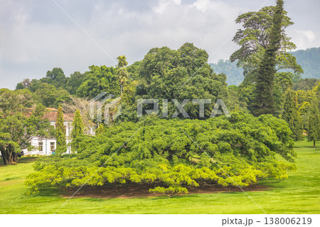 Peradeniya, Royal Botanic Gardens near of Kandy town in Sri Lanka. Lush Tropical Garden with Historic Building and Diverse Greenery Under a Cloudy Sky, a Serene and Abundant Landscape View Peradeniya, Royal Botanic Gardens near of Kandy town in Sri Lanka. Lush Tropical Garden with Historic Building and Diverse Greenery Under a Cloudy Sky, a Serene and Abundant Landscape View 138006219