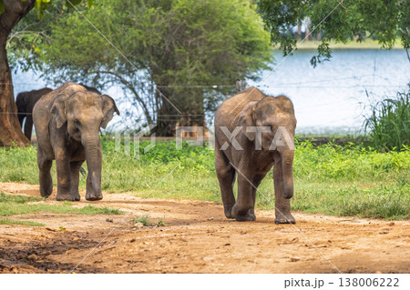 Two young elephants walk along a dirt path beside a green landscape and calm reservoir on a sunny day. Elephant Transit Home in Udawalawe National Park in Sri Lanka, Asia. Two young elephants walk along a dirt path beside a green landscape and calm reservoir on a sunny day. Elephant Transit Home in Udawalawe National Park in Sri Lanka, Asia. 138006222