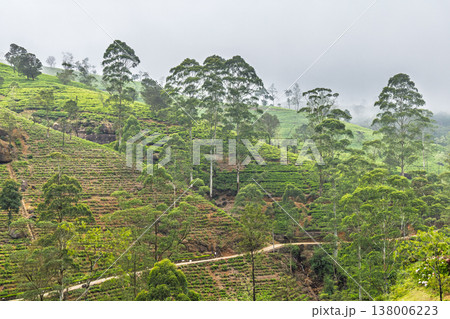 A verdant tea plantation hillside near Nuwara Eliya in Sri Lanka. Lush Green Plantation Terraces and Tall Trees on a Misty Hillside Landscape with Winding Path A verdant tea plantation hillside near Nuwara Eliya in Sri Lanka. Lush Green Plantation Terraces and Tall Trees on a Misty Hillside Landscape with Winding Path 138006223
