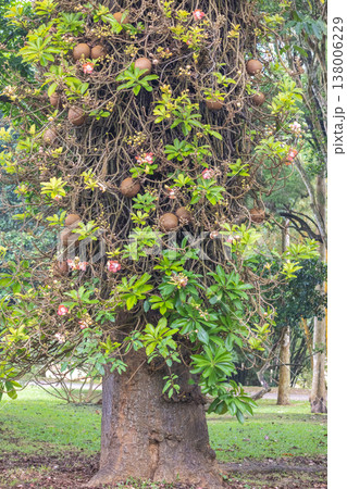 Peradeniya, Royal Botanic Gardens near of Kandy town in Sri Lanka. Vibrant Tropical Trunk Adorned with Lush Green Foliage, Delicate Pink Blooms, and Unique Spherical Fruit in a Serene Garden Setting Peradeniya, Royal Botanic Gardens near of Kandy town in Sri Lanka. Vibrant Tropical Trunk Adorned with Lush Green Foliage, Delicate Pink Blooms, and Unique Spherical Fruit in a Serene Garden Setting 138006229