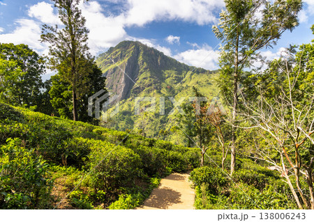 Ella rock mountain in Sri Lanka. Vibrant green nature landscape with a narrow path through lush terrain, leading toward imposing mountain peaks under a bright sky 138006243