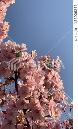 箕面萱野駅の近く咲いている河津桜 138006253