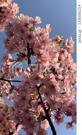 箕面萱野駅の近く咲いている河津桜 箕面萱野駅の近く咲いている河津桜 138006254