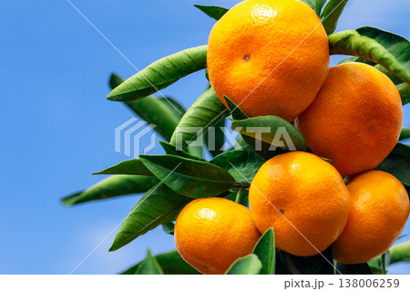 みかん園 みかん園 138006259