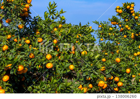 みかん園 みかん園 138006260