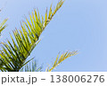 Green Fronds Stretch Towards Blue Sky. Bright Sunlight Highlights Tropical Foliage Against Azure Backdrop 138006276