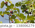 Sunlit Orchard With Ripe Figs. Vivid Garden Setting Showcasing Ripened Fruits Under Sunny Summer Sky 138006279