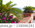 Garden Floral Display. Sunlit Garden Scene Highlighting Colorful Plant Life And Relaxing Ambiance 138006281