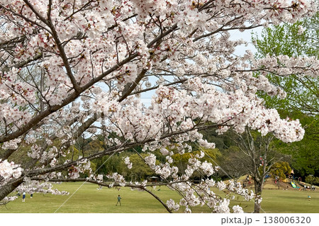 七瀬川自然公園の満開の桜並木 138006320