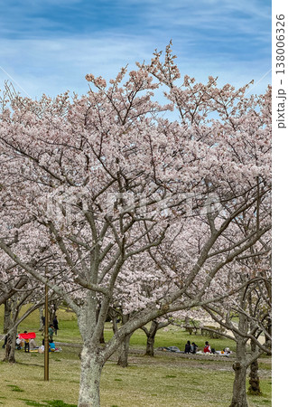 七瀬川自然公園の満開の桜並木 七瀬川自然公園の満開の桜並木 138006326