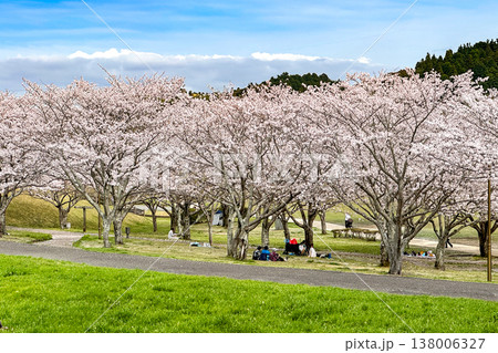 七瀬川自然公園の満開の桜並木 七瀬川自然公園の満開の桜並木 138006327