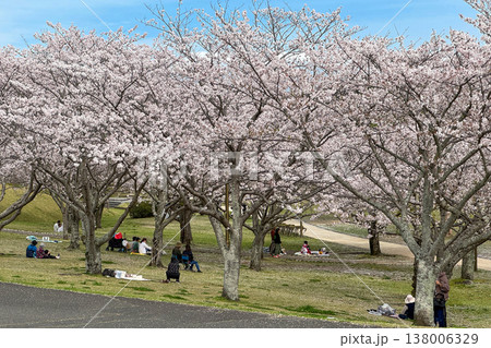 七瀬川自然公園の満開の桜並木 七瀬川自然公園の満開の桜並木 138006329