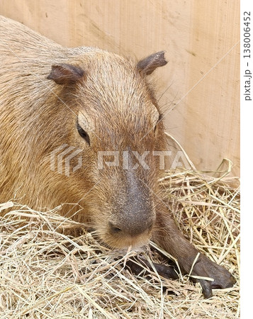 Capybara Face Macro Close Up Eating Hay Capybara Face Macro Close Up Eating Hay 138006452