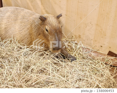 Capybara Napping in Hay Corner of Shelter Capybara Napping in Hay Corner of Shelter 138006453