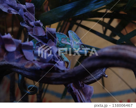 Colorful Veiled Chameleon on Decorative Branch Colorful Veiled Chameleon on Decorative Branch 138006467