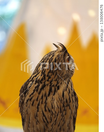 Eagle Owl Side Profile Portrait with Orange Eye 138006476