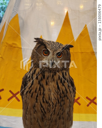 Eurasian Eagle Owl Frontal Portrait Orange Eyes Eurasian Eagle Owl Frontal Portrait Orange Eyes 138006479