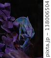 Neon Blue Chameleon Dark Purple Background Moody 138006504