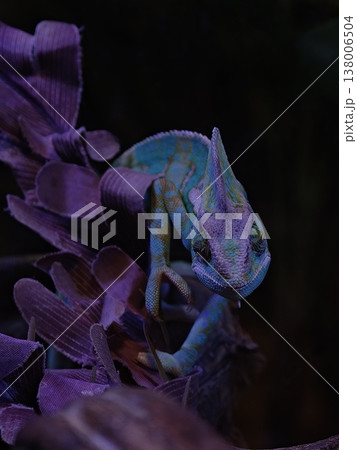 Neon Blue Chameleon Dark Purple Background Moody 138006504