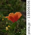 Orange Hibiscus Bloom with Buds Tropical Setting 138006506