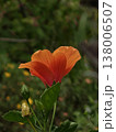 Orange Hibiscus Flower Blooming in Tropical Garden 138006507