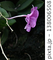 Purple Dendrobium Orchid Single Drooping Bloom 138006508