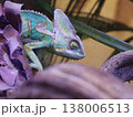 Veiled Chameleon Close Up Portrait in Terrarium 138006513