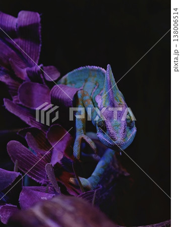 Veiled Chameleon Vivid Colors Against Dark Background Veiled Chameleon Vivid Colors Against Dark Background 138006514
