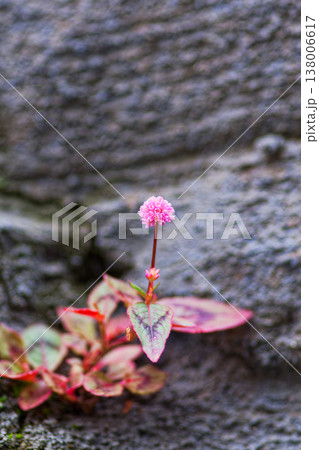 祖谷渓周辺 コンクリートの壁の隙間に咲くヒメツルソバ マクロ撮影 138006617