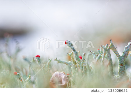 1月の那須・温泉神社 樹木に宿るハナゴケの仲間(地衣類) マクロ撮影 1月の那須・温泉神社 樹木に宿るハナゴケの仲間(地衣類) マクロ撮影 138006621