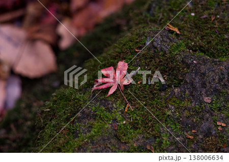 苔の上に落ちた一葉の紅葉 名残の秋の風景 苔の上に落ちた一葉の紅葉 名残の秋の風景 138006634
