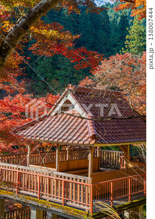 豊田市の大井平公園の紅葉した木々の風景(愛知県) 豊田市の大井平公園の紅葉した木々の風景(愛知県) 138007444