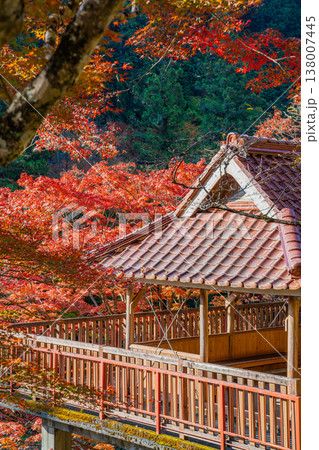 豊田市の大井平公園の紅葉した木々の風景(愛知県) 138007445