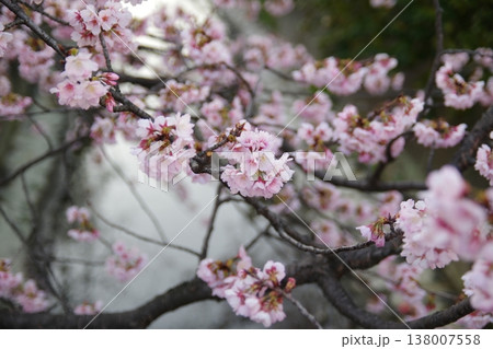 雨に濡れる桜 雨に濡れる桜 138007558