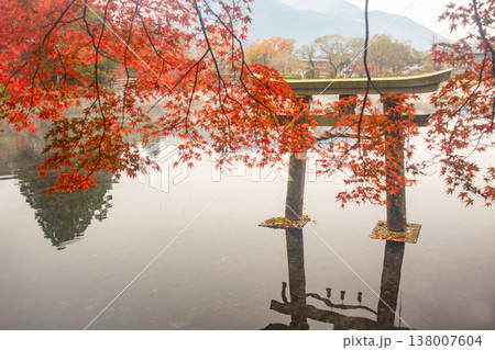 湯布院 金鱗湖の鳥居と紅葉 湯布院 金鱗湖の鳥居と紅葉 138007604