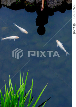 池に映る人影と鯉 池に映る人影と鯉 138007688