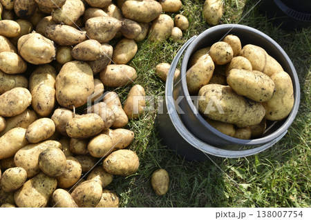 Digging potatoes. Yellow potato tubers in a bucket. Potato tuber harvest. 138007754