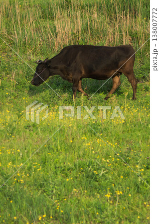 瀬の本高原の和牛 138007772