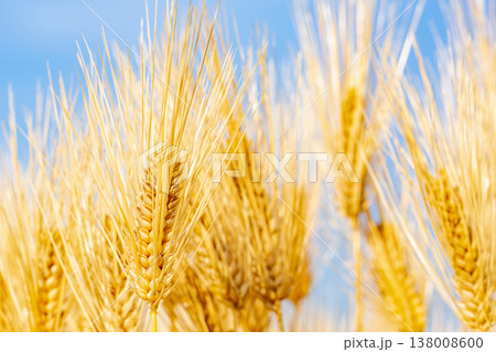 大麦の穂 138008600