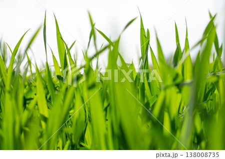 大麦若葉 138008735