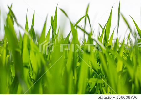 大麦若葉 138008736