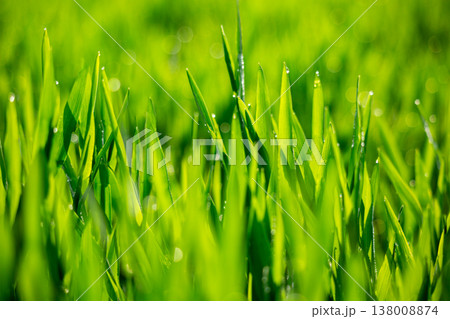 大麦若葉と朝露 138008874