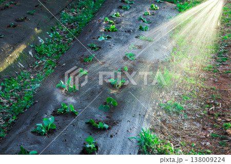 Waters plants using garden hose strawberry plants are in rows on farm with bright sunlight shining down plants are growing well 138009224