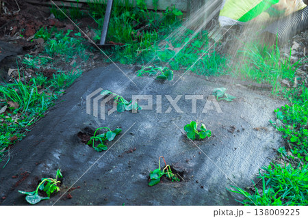 Spraying water on small strawberry plants in backyard garden while preparing ground for growth care. 138009225