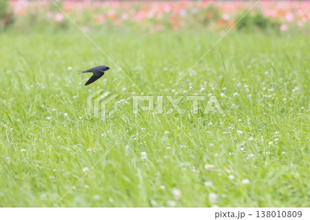 春の花畑の上を飛ぶツバメ 春の花畑の上を飛ぶツバメ 138010809
