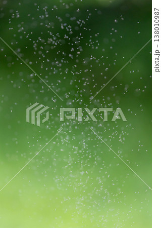 夏_発生する蚊柱のイメージ_縦 夏_発生する蚊柱のイメージ_縦 138010987