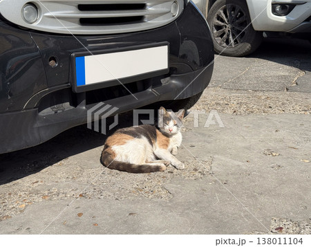 Street cat resting under parked car on asphalt in daylight scene. Urban survival, stray animal life, heat seeking behavior, independence, adaptation, quiet observation Street cat resting under parked car on asphalt in daylight scene. Urban survival, stray animal life, heat seeking behavior, independence, adaptation, quiet observation 138011104