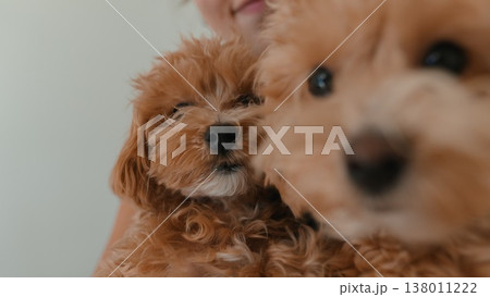 Sweet depiction of affectionate and inquisitive apricot puppies at play Sweet depiction of affectionate and inquisitive apricot puppies at play 138011222